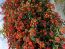 Dallas Red Lantana Camara Flowers Live Plants-Natural Mosquito Repellant Garden-Attract Hummingbirds